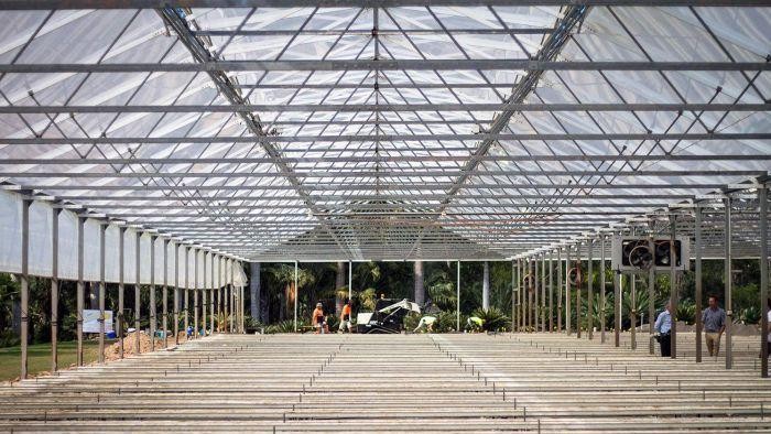 Melihat Perkebunan Ganja Medis di Queensland