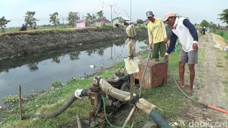 Kekeringan, Petani di Brebes Manfaatkan Air Limbah Untuk Irigasi Kekeringan, Petani di Brebes Manfaatkan Air Limbah Untuk Irigasi