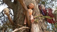Penampakan beragam boneka dengan sosok yang tak terawat di Pulau Isla de las Munecas, plus kisah yang menyertainya, sungguh menciptakan nuansa penuh misteri.(Foto: Dok. www.isladelasmunecas.com)