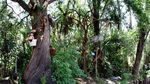 Foto: Kamu Pasti Tidak Berani Datang ke Pulau Boneka Ini