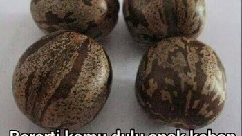 Biji karet yang tidak dipecah ketik dipukul jadi pemenang. Foto: istimewa