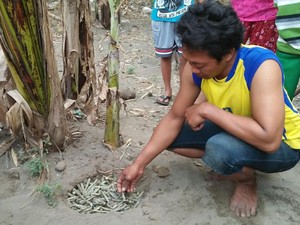 Ratusan Amunisi Diduga Peninggalan Perang Ditemukan di Kebun