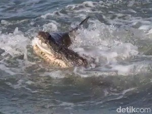 Duel Ganas Buaya vs Hiu Rebutan Mangsa, Siapa Menang?