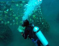 Pemandangan bawah laut Bangsring yang memesona