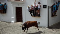 Selain berlari, para warga yang berpartisipasi di festival ini menyelamatkan diri dengan cara memanjat jendela rumah warga yang sudah diberi teralis. Tampak banteng bernama Trompetero lepas liar tak terkendali (Jon Nazca/Reuters)