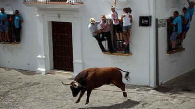 Foto: Adu Nyali Sama Banteng