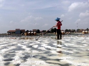 Pakai Teknologi Ini, Produksi Garam Cuma 4 Hari