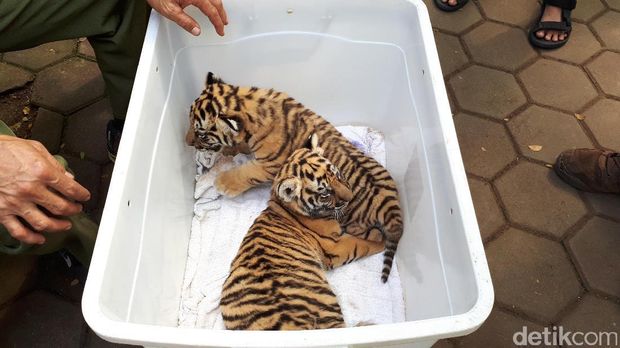 Menggemaskan! 2 Bayi Harimau 'Shahrukh Khan' Lahir di Bunbin Bandung