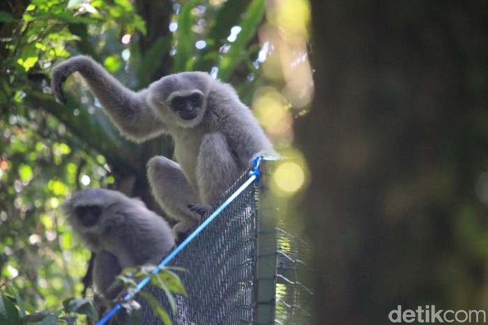 Monik dan Bakti Dilepasliarkan di Gunung Tilu Pangalengan