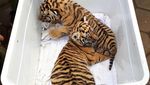 Dua Bayi Harimau Benggala Lahir di Kebun Binatang Bandung