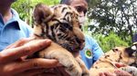 Dua Bayi Harimau Benggala Lahir di Kebun Binatang Bandung