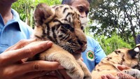 Secara umum kondisi kedua bayi harimau Benggala itu sehat. 
