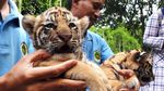 Dua Bayi Harimau Benggala Lahir di Kebun Binatang Bandung