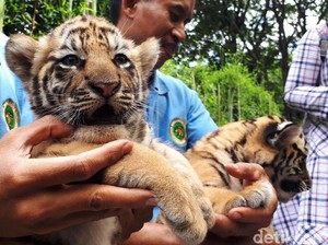 Bunbin Bandung Cari Bapak Asuh untuk Bayi Harimau, Siapa Mau?