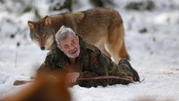 Ada yang berani meniru Werner? Dia dengan santai rebahan di antara para serigala (Lisi Niesner/Reuters)