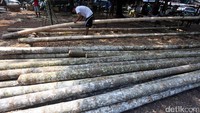Batang pohon pinang ini didatangkan dari Sukabumi, Jawa Barat.