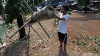 1 Batang pohon pinang dibandrol Rp 800.000 hingga Rp 1,5 juta.
