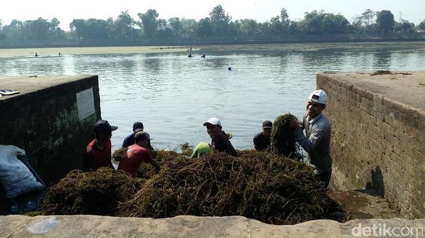 Sampah Kolam Segaran, situs Majapahit/
