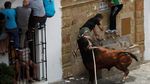 Foto: Adu Nyali Sama Banteng