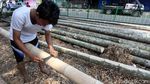 Geliat Bisnis Pohon Pinang Jelang HUT RI