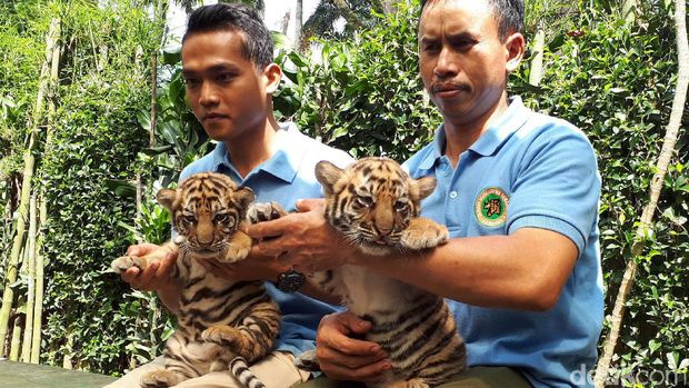 Siapayang mau menjadi bapak asuh harimau lucu ini?