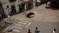 Seekor banteng tampak terjatuh di trotoar jalanan. Tradisi tahunan ini ditentang karena dianggap menyiksa binatang dan mengabaikan hak-hak hidup mereka (Jon Nazca/Reuters)