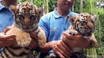 Dua Bayi Harimau Benggala Lahir di Kebun Binatang Bandung