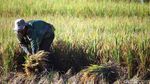 Hasil Panen Padi Turun Akibat Serangan Hama dan Cuaca Buruk