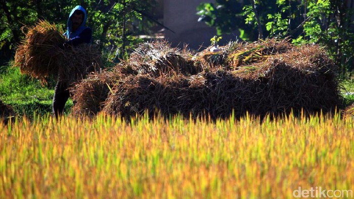 Mentan: Februari Panen Raya Padi