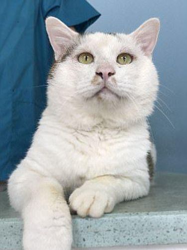 Kisah Kucing Lakukan Operasi Plastik di China Jadi Viral