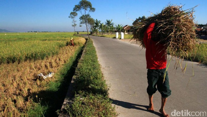 Hasil panen padi mengalami penurunan akibat serangan hama dan cuaca buruk. Penurunan itu dialami oleh para petani di Kampung Babakan Koyod, Ciparay, Kabupaten Bandung, Jawa Barat.