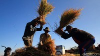 Beberapa petani memisahkan gabah dari batang dengan cara di geprak atau gebuk dalam Bahasa Sunda.