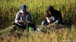 Hasil Panen Padi Turun Akibat Serangan Hama dan Cuaca Buruk