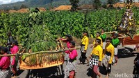 Foto: Ada juga Festival Tungguk Tembakau yang digelar di Desa Senden, Kecamatan Selo, Boyolali. Festival ini berupa doa bersama untuk merayakan pemetikan perdana daun tembakau saat panen. (Ragil Ajiyanto/detikTravel)