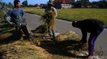 Hasil Panen Padi Turun Akibat Serangan Hama dan Cuaca Buruk