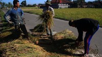 Beberapa petani memisahkan gabah dari batangnya.