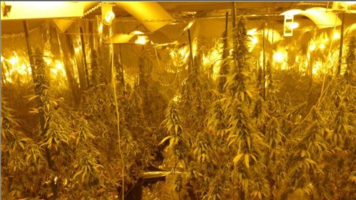 Polisi Tasmania Temukan Kebun Ganja Hidroponik Senilai Rp 5,2 M