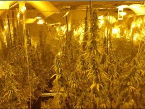 Polisi Tasmania Temukan Kebun Ganja Hidroponik Senilai Rp 5,2 M