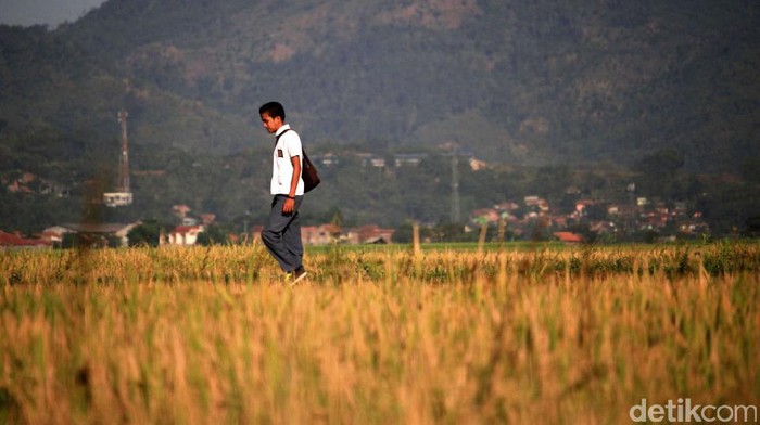 Hasil panen padi mengalami penurunan akibat serangan hama dan cuaca buruk. Penurunan itu dialami oleh para petani di Kampung Babakan Koyod, Ciparay, Kabupaten Bandung, Jawa Barat.