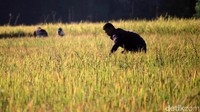Hasil panen musim kedua atau dalam bahasa Sunda panen morekat mengalami penurunan 25 persen akibat serangan hama siput, wereng, mentek, burung pipit, dan tikus.