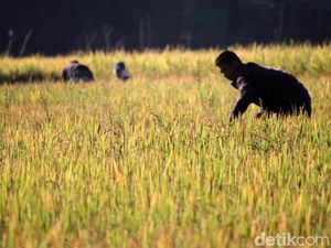 Ada Risiko Gagal Panen, Kementan Siapkan Asuransi untuk Petani