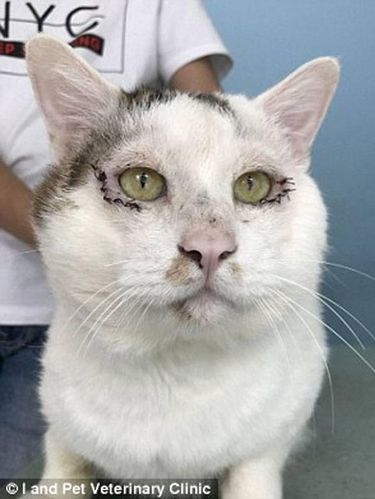 Kisah Kucing Lakukan Operasi Plastik di China Jadi Viral