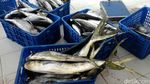 Foto: Susi Speechless Lihat Nelayan Tangkap Tuna Sebesar Anak Bocah