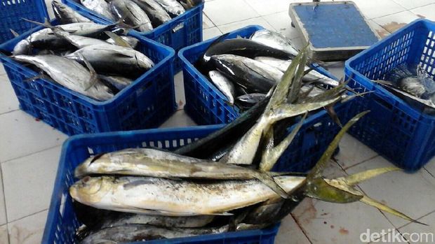 Bikin Tuna RI Naik Kelas, Susi Tekankan Pentingnya Sertifikasi
