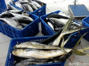 RI Budi Daya Tuna Pakai Teknologi Turki, Ini Lokasinya