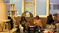 Setelah dibuka kafe kucing di Osaka pada tahun 2004, kini muncul juga beberapa kafe kucing di berbagai negara, termasuk Indonesia. Kucing yang merupakan hewan yang terkenal ramah ini selalu bisa diajak bermain. Di kafe kucing biasanya pengunjung bisa menikmati minuman ataupun makanan di tempat terpisah dengan area bermain kucing.