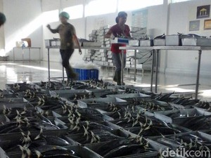 1 Docking dan 3 Freezer Raksasa Perum Perindo Mulai Operasi