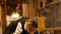 Siapa yang tak mau dilayani oleh monyet lucu ini? Kalau penasaran, di Kayabuki Anda dapat menikmati hidangan izakaya Jepang populer yang disajikan oleh Yacchan. Yacchan adalah pelayan monyet. Sang pemilik mengatakan bahwa ia memelihara Yacchan sejak lama, dan yacchan pun terlatih untuk menirukan pemiliknya dengan melayani pelanggan.