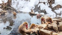 Menarik! Pada musim dingin banyak monyet salju yang turun dari gunung dan berendam di kolam (Thinkstock)
