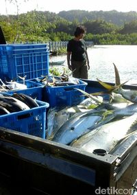 Bikin Tuna RI Naik Kelas, Susi Tekankan Pentingnya Sertifikasi